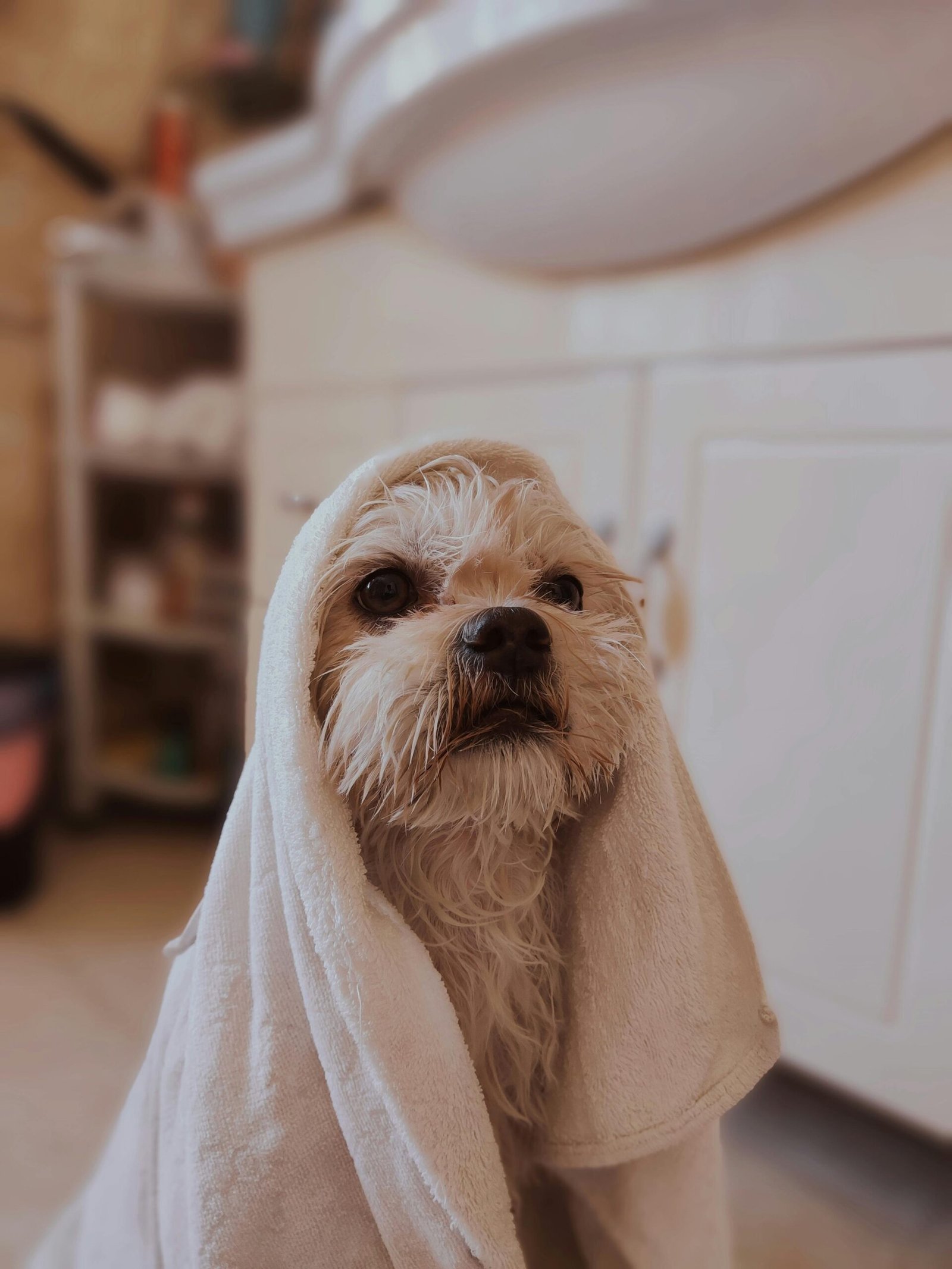 Bañoperro