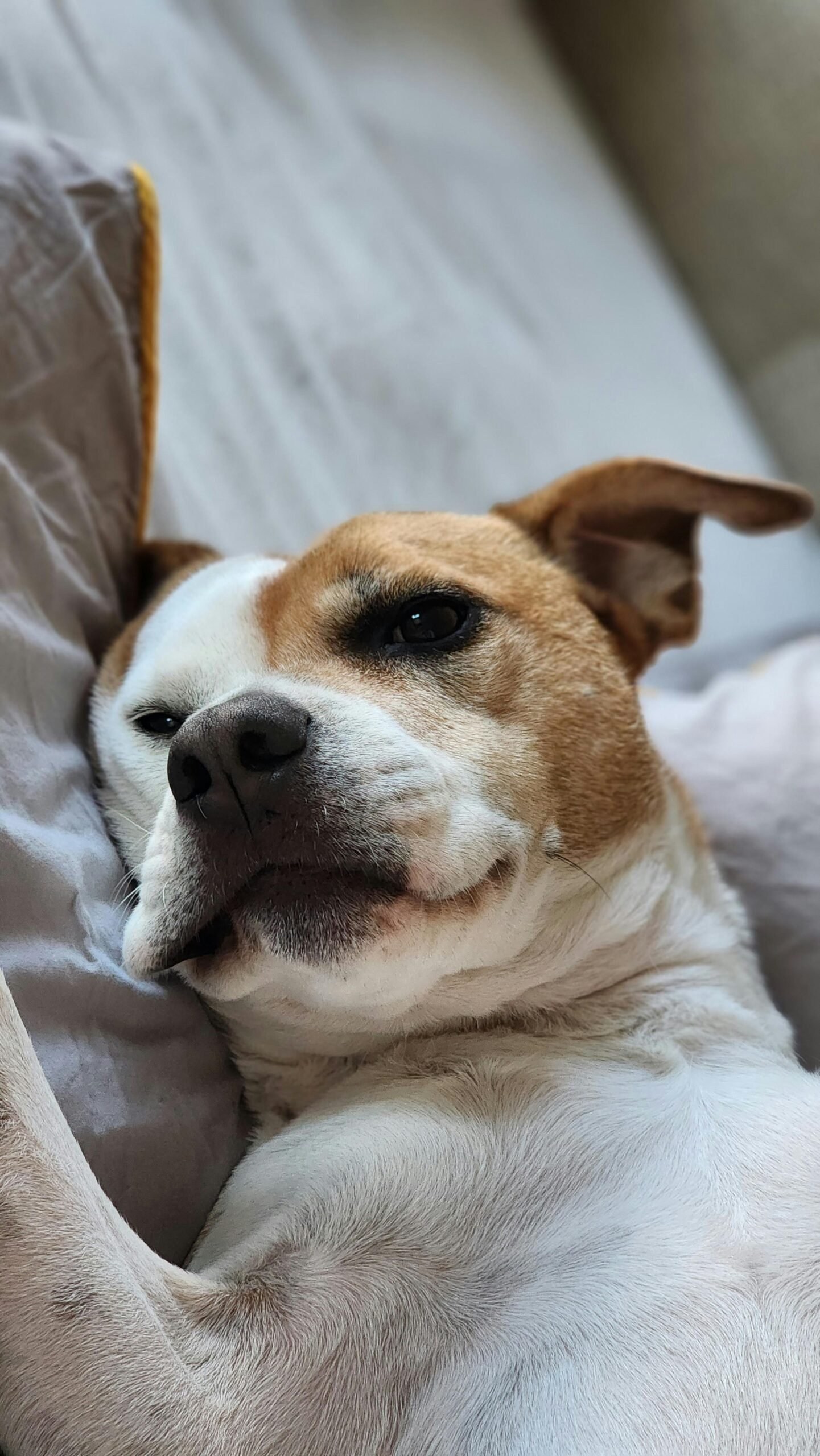 Descansoperro